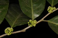 Casearia ovata